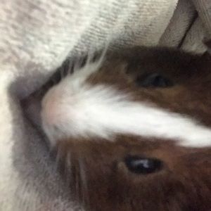 Meet your Posher, Ella